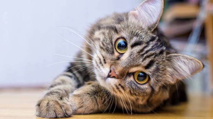 Cómo elige un gato a su persona favorita