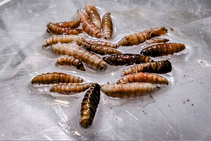 EE. UU. detecta primer caso de miasis por gusano barrenador en humanos
