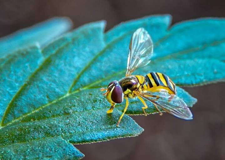 They seem to be all over Kentucky this time of year. What is a hover fly?