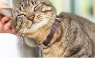 Lake County Animal Shelter Participates In “Clear The Shelters” Campaign (Aug 1