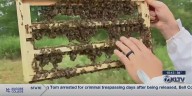 Beekeepers highlight record number of bee colony losses, work being done to combat it