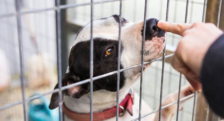 Denuncian falta de ayudas para protectoras de animales en Cáceres: “Es urgente”