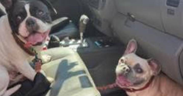 2 dogs recovered from stolen pickup in Massachusetts, suspect accused of trying to sell car