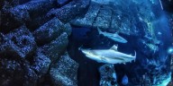 Los tiburones frente a un riesgo silencioso: la acidificación del mar podría dañar sus dientes