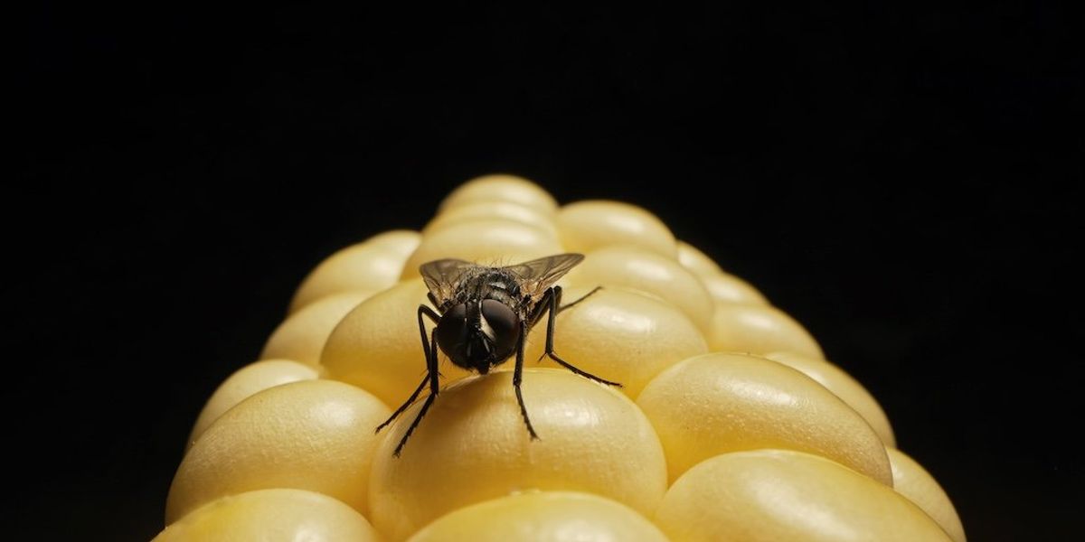 Corporate America is eating its seed corn