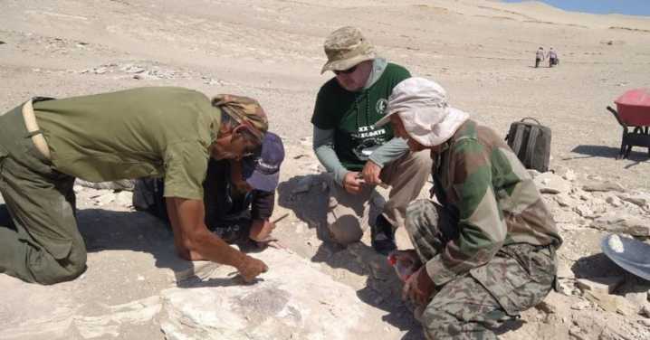 Ica: Hallan restos fósiles de ave marina prehistórica de hace 20 millones de años