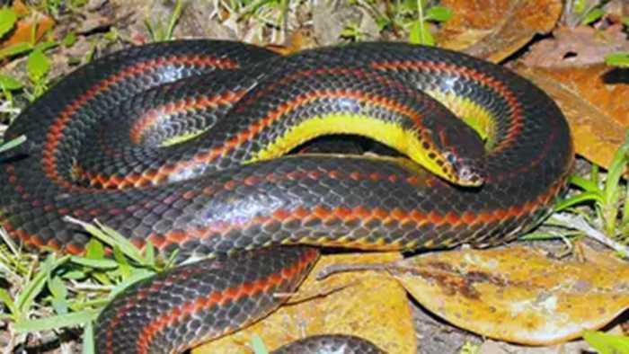 Wildlife officials ask Florida residents to report sightings of this ‘elusive’ snake. Here’s why