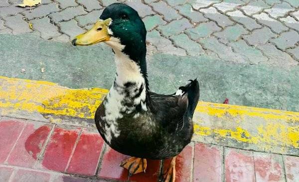 Insólita polémica en Mendoza: denunciaron a un pato por agredir a otras mascotas