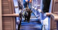 Paw-sitive vibes: Train therapy dog helps anxious passengers