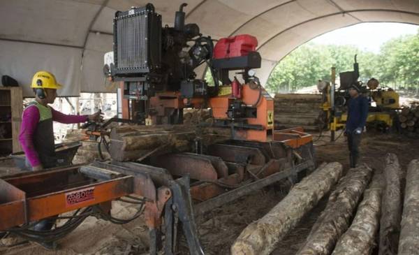La crisis golpea en las madereras entrerianas: consumo planchado y despidos