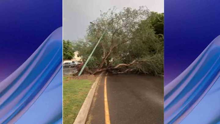 Lluvia del Sábado Ocasionó Caída de Árboles y Acumulación de Agua en Calles de Hermosillo