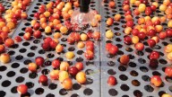 WA biz breaks its record for cherry drying at 2x weight of Statue of Liberty