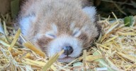 Baby wolves, penguins and pandas born at zoo an hour from Cambs