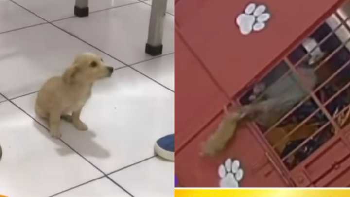 Indignante: Sujeto lanza de una mochila a perrita de dos meses y la abandona en veterinaria (VIDEO)