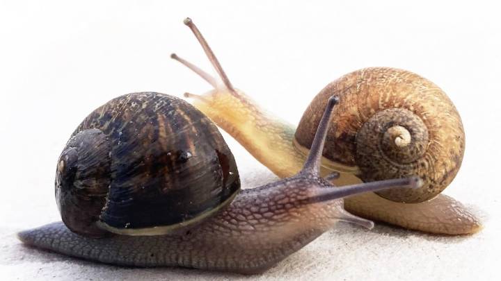 Caracol zurdo busca pareja
