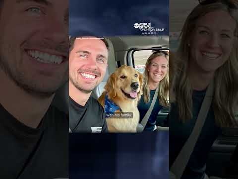 Army veteran travels the world with therapy dogs