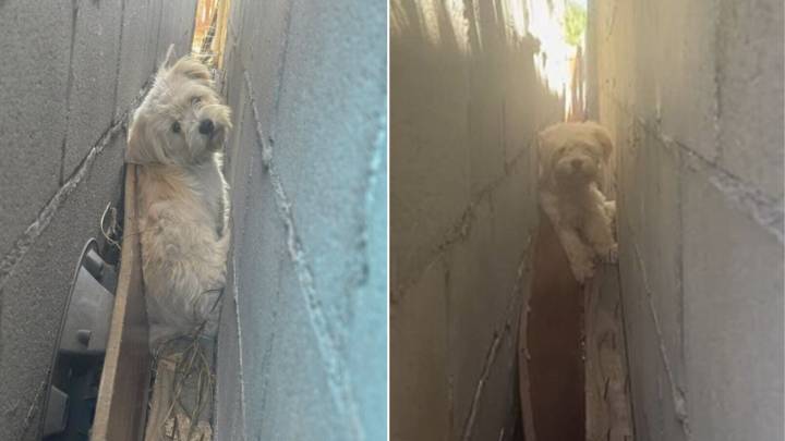 California Neighbors Shocked To Find A Shy White Figure Trapped Between Garage Walls
