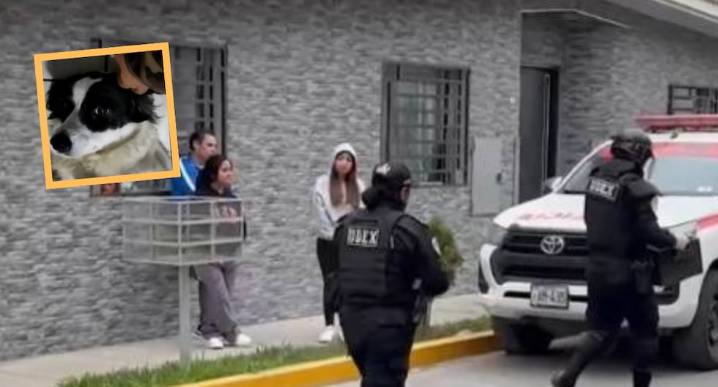 Huaral: Arrojan explosivo en casa de periodista; pero perrita lo apaga | VIDEO Fiel can ‘Manchis’ apagó cartucho con el hocico y evitó una tragedia en Huaral.
