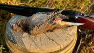 Mississippi hunting 2025: Here's what you can hunt in September