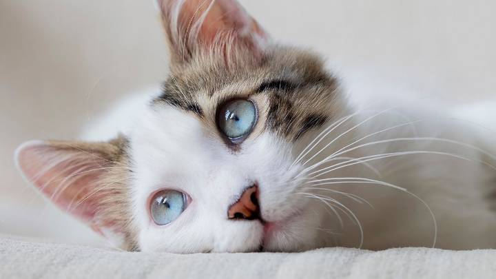 Why Is My Cat Crying? How Do I Help?