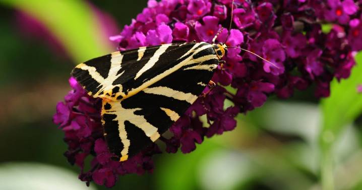 Brits have until August 10 to spot rare species in their own garden