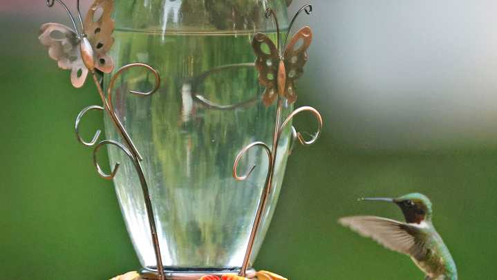 When do hummingbirds leave SC? What SC birders should know in August