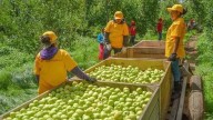Prevén baja en producción de manzana en Cuauhtémoc por cambios climáticos