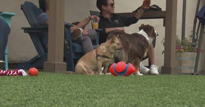 Dog park bar creating special community in Pittsburgh's Strip District