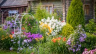 Grow This Gorgeous Ground Cover Plant For Purple Flowers In The Sun Or Shade