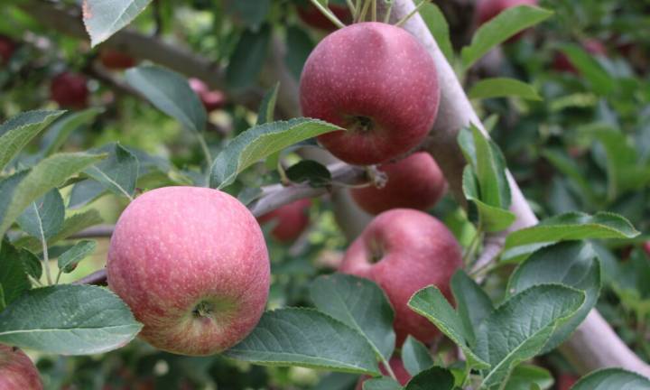 Es Chihuahua líder productor de manzana con el 85% del total nacional