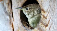 These wrens make themselves at home
