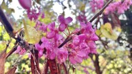 La planta que crece como árbol, tiene las flores más hermosas y es uno de los primeros en florecer en Primavera