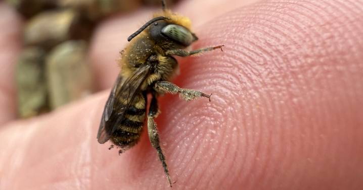 Saving California's Native Bees