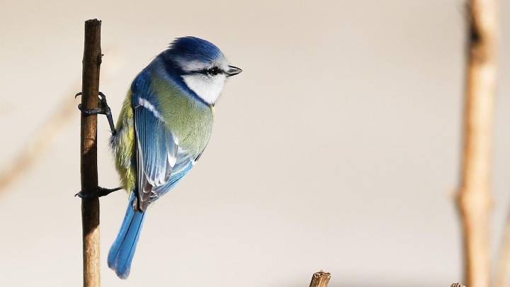 Las aves duermen casi una hora menos cuando están afectadas por la contaminación lumínica