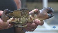 Biological breakthrough in the Bay: Stone crabs are now here