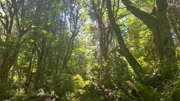Washington to conserve 77,000 acres of forests