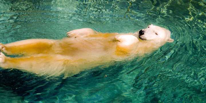America's Largest Zoo Is Also Its Most Underrated
