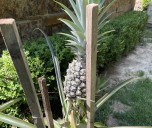 IN THE GARDEN: Propagating a grocery store pineapple takes much time but surprisingly little effort