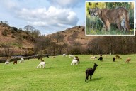 Band of mountain lions savagely attack California farm slaughtering 15 alpacas