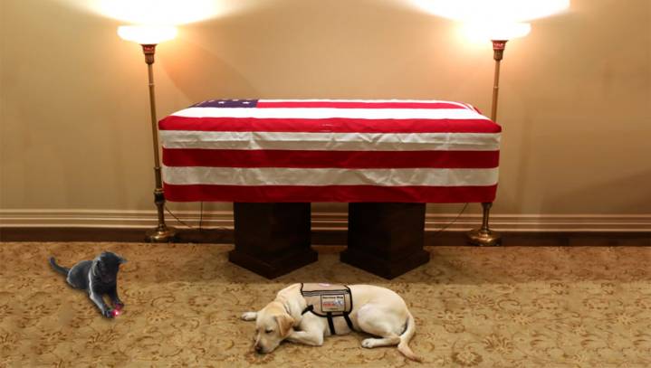George H.W. Bush's Faithful Service Cat Criticized For Chasing Laser Dot During Memorial Ceremonies