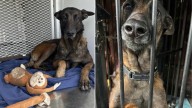 Tears As Oregon Owners Leave Dog On Streets With Her Favorite Stuffed Monkey