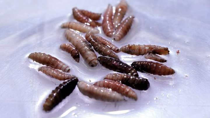 First human case of flesh-eating parasite is found in US - billions of flies will be dumped on entire state to battle it