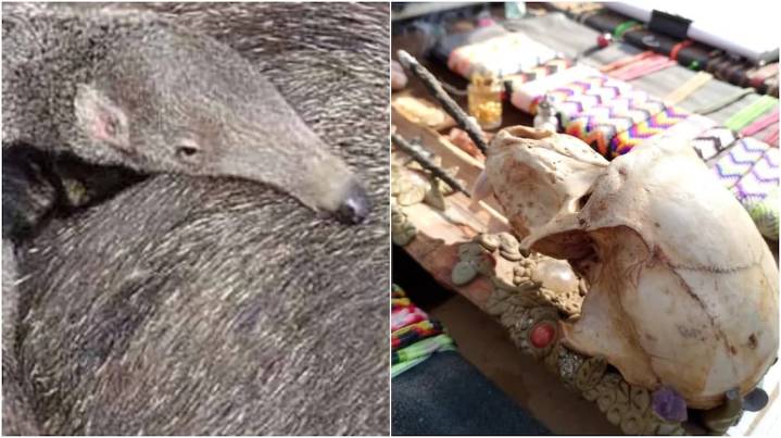 Horror en Mendoza: secuestran artesanías hechas con restos de osos hormigueros y otros animales protegidos