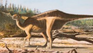 Descubren una nueva especie de dinosaurio con una llamativa vela en la espalda