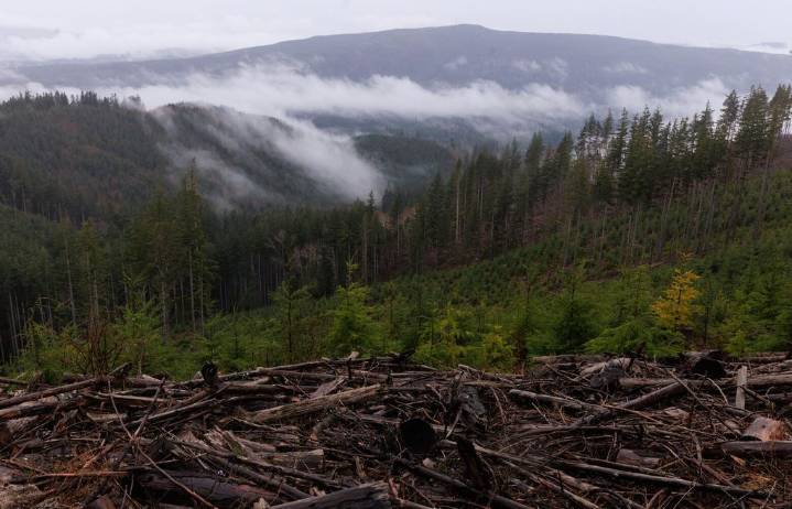 WA to conserve thousands of acres of ‘legacy forests’