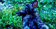 Rabbits With Horrifying Tentacles Growing Out of Their Faces Spotted in Colorado