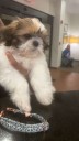 Lexington woman pleads not guilty after allegedly stealing puppy from pet store