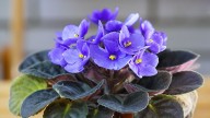 Se acerca la Primavera: estas son las plantas de interior que podés tener dentro de tu casa