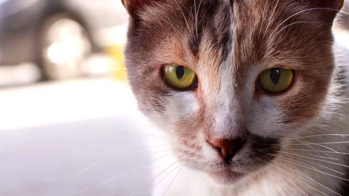 Estambul,  ciudad de gatos