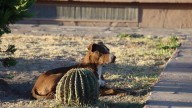 Reportan caso de envenenamiento de perros comunitarios en la Florida